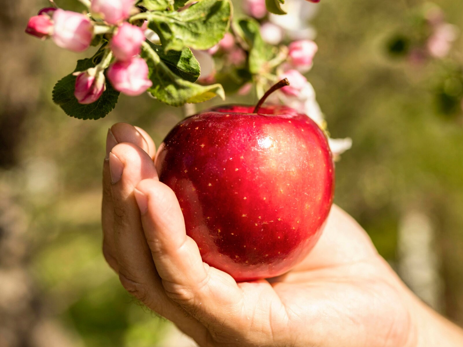 GAL_manzana_mano